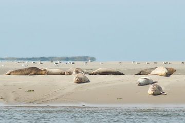 zeehonden met meeuwen van Ferry Kalthof