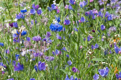 Bloemenveld met paarse en blauwe korenbloem en de phacelia