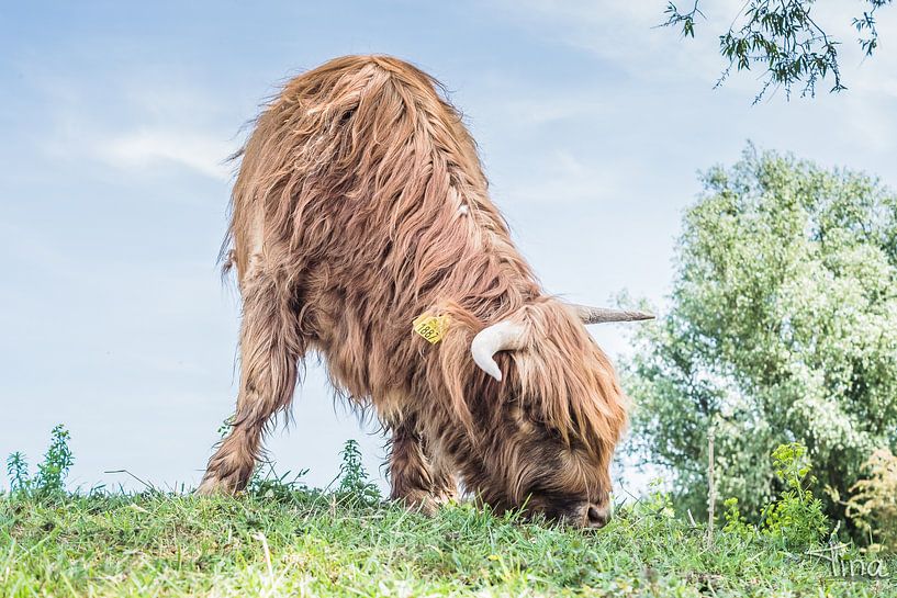 Scottish highlander cattle in color by Tina Linssen