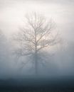 Un arbre dans le brouillard par Jeroen Linnenkamp Aperçu
