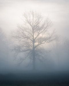 Un arbre dans le brouillard sur Jeroen Linnenkamp