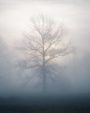 Baum im Nebel von Jeroen Linnenkamp