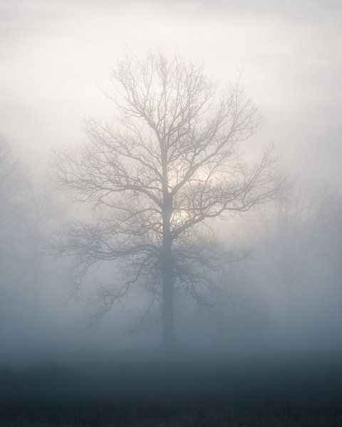 Un arbre dans le brouillard par Jeroen Linnenkamp