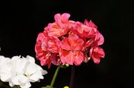 Roze bloemen van Manongraphy thumbnail