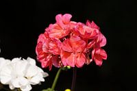 Pink flowers