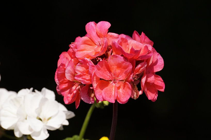 Roze bloemen van Manongraphy