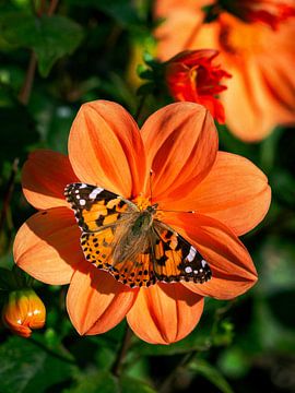 Dahlia Oranje Butterfly van MireilleGPhotography
