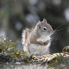 A red squirrel in the trap by Claude Laprise