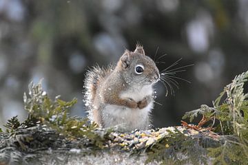 A red squirrel in the trap by Claude Laprise