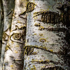 Die Augen der Natur von Mario Brussé Fotografie