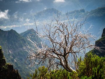 Verweerde boom in de bergen van Madeira van Erwin Pilon