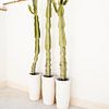Trio minimaliste Cactus sur Henrike Schenk