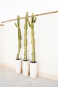 Minimalistisches Kaktus-Trio