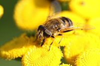 Zweefvlieg op bloem