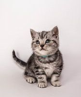 British shorthair kitten