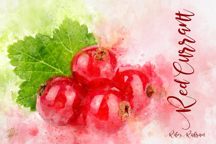 red currants by Theodor Decker