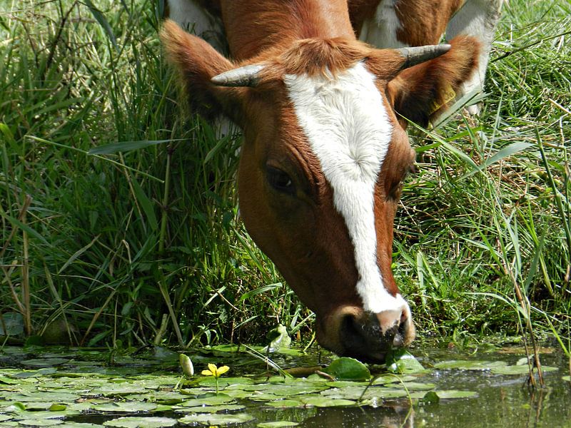 Drinkende Koe par Eric  Sellmeijer