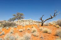 Baum in der Kalahari van Britta Kärcher thumbnail