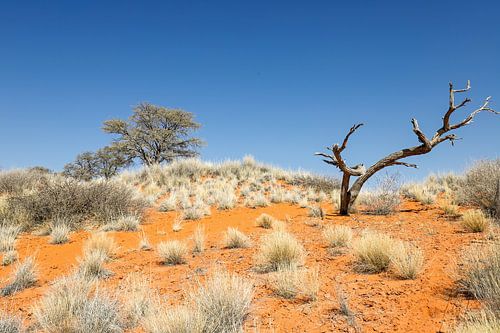 Baum in der Kalahari
