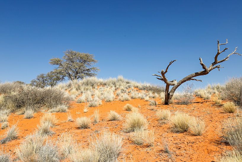 Baum in der Kalahari van Britta Kärcher