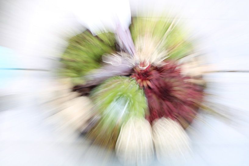 plants &quot; zoom &amp; twist&quot; by Natalie van der Hoeven