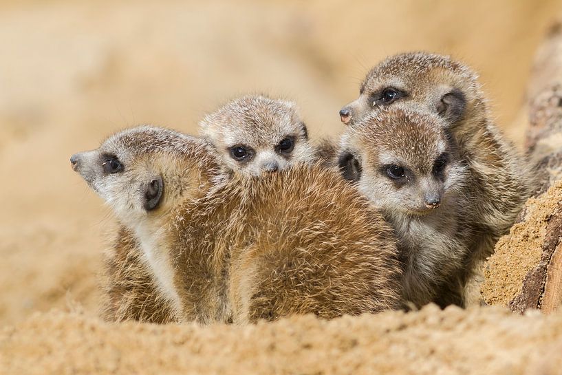 Erdmännchen von Heiko Lehmann