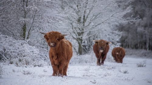 Scottish Highlanders in the snow