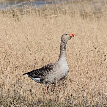 Greylag Goose by Marcel Klootwijk