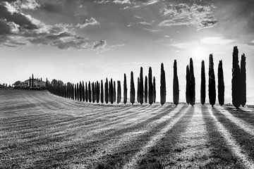 Cipressenpad met Finca / Boerderij in Toscane / Italië van Manfred Voss, Schwarz-weiss Fotografie