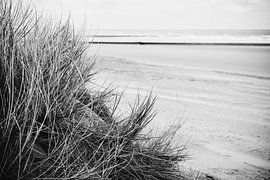 Westende von Marie Ndiaye