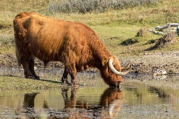 Een Schtose Hooglander in het duin van Menno Schaefer