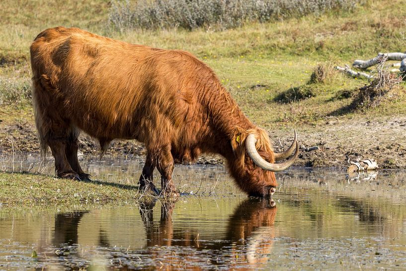 A Schtose Highlander in the dunes by Menno Schaefer