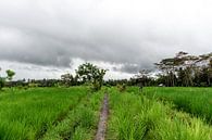 Straße zwischen den Feldern in Bali von Mickéle Godderis Miniaturansicht
