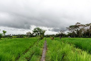 Straße zwischen den Feldern in Bali von Mickéle Godderis