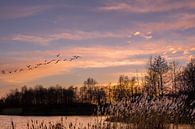 Zonsondergang met vogels. van Hennnie Keeris thumbnail