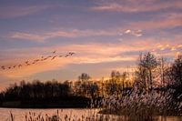Sunset with birds.
