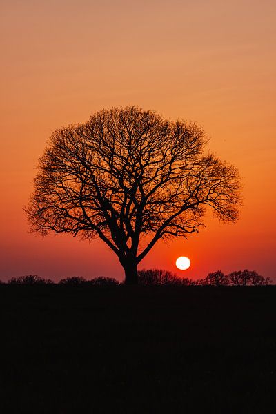 Lone tree at sunset by Jeroen Brasz
