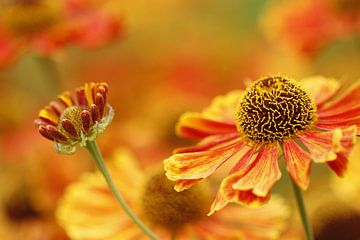 Veld vol bloeiend Zonnekruid - Helenium van Gerda de Voogd