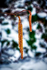 Surrealistische Natuur in de Veluwe von Liberty Biesma