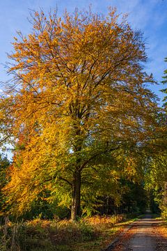 Herfstkleurige bomen op een bospad in de Deister van Horst Husheer