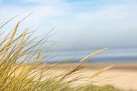 Helmet grass by the sea 2