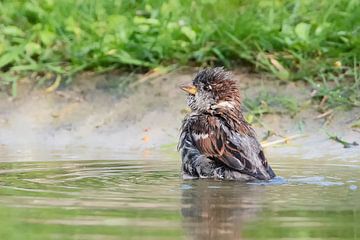 recovering from a bath by Petra Vastenburg