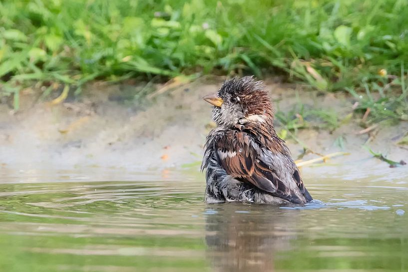 recovering from a bath by Petra Vastenburg