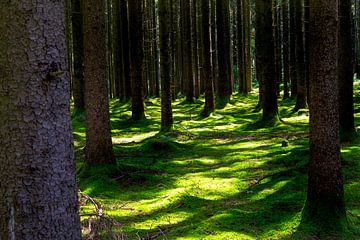 Schaduwrijk bos met mos van ManfredFotos