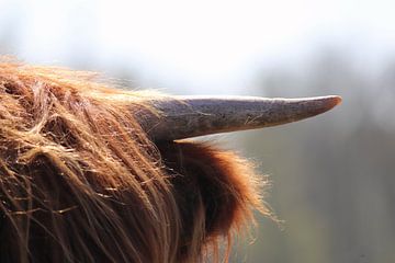 Close-up hoorn  Schotse hooglander van Chantal