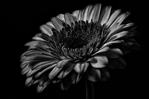 Gerbera zwart wit stilleven