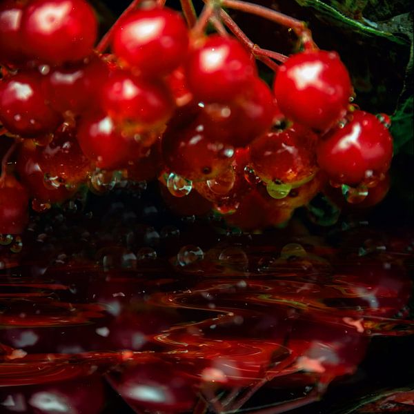 sprankelende druppels - rode vruchtjes van Christine Nöhmeier