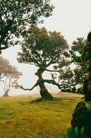 Welcome to Middle Earth | Fanal | Madeira