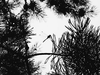 Silhouette de libellule | Sapin minimaliste en noir et blanc