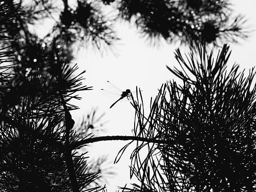 Dragonfly Silhouette | Minimalist Black and White Pine Tree